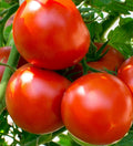 Oregon Spring Tomato Seeds - 100+ Determinate Vegetable for Garden Salads, Sauces, Soups - Solanum lycopersicum