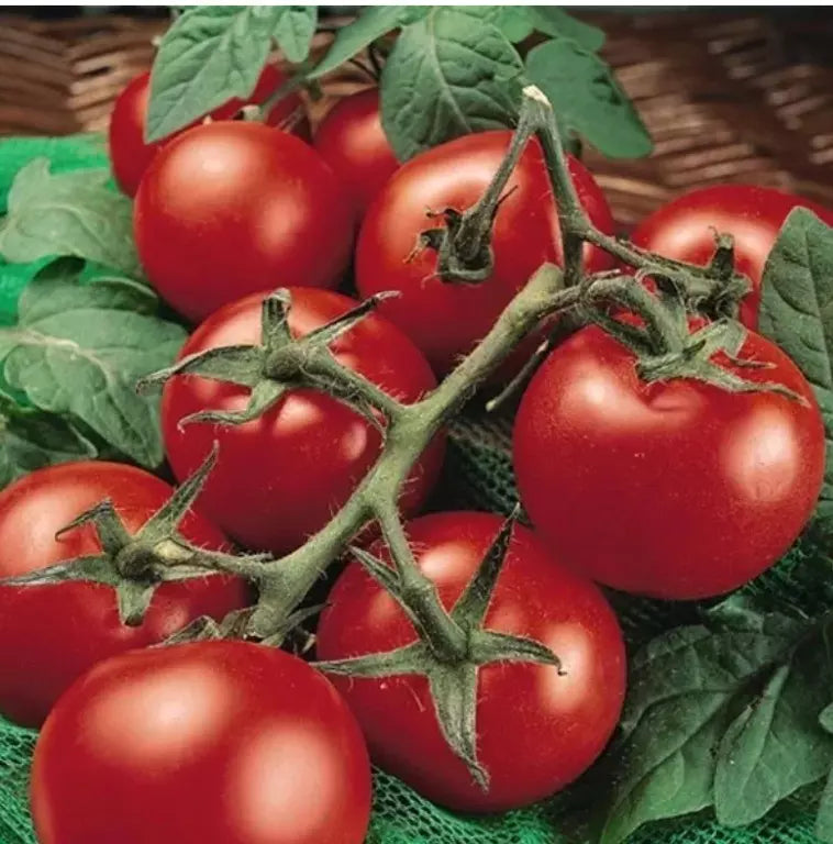 Moneymaker Tomato Seeds - 120+ Heirloom Organic Non-GMO - Fresh Gardening Seeds - Solanum lycopersicum