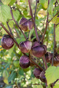 Deep Purple Tomatillo Seeds 50 Ct - Really Purple Physalis ixocarpa - NON-GMO - USA Grown