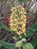 Hawaiian Kahili Butterfly Ginger Live Tuber Root - 2 Large Rhizomes (Hedychium gardnerianum) from Hawaii