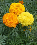 African Marigold Seeds - Crackerjack Mix - Heirloom Non-GMO - 250 Seeds - Dia de los Muertos Variety