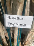 Orchid Cuttings - 5 Ansellia Africana Cuttings for Propagation - African Orchid Plant