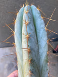 Echinopsis Icaros Cutting 15 Inch, Unique Cactus Variety, Perfect for Plant Lovers, Echinopsis Icaros