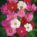 Cosmos Seeds Bulk Pack, Tall Mix, Non-GMO, 500 Seeds, Bippinatus for Garden Planting