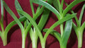 Live Ice Plant Cuttings - Delosperma Coastal Pig Face Succulents - 6 Cuttings, 3"-4" Long