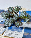 Dudleya gnoma Succulent Plant - 3" Green Live Plant - Imported S.W. McCabe Variety