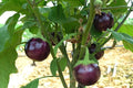 Little Prince Eggplant Seeds - 20 Pack - Easy to Grow, Heirloom Variety, Solanum melongena
