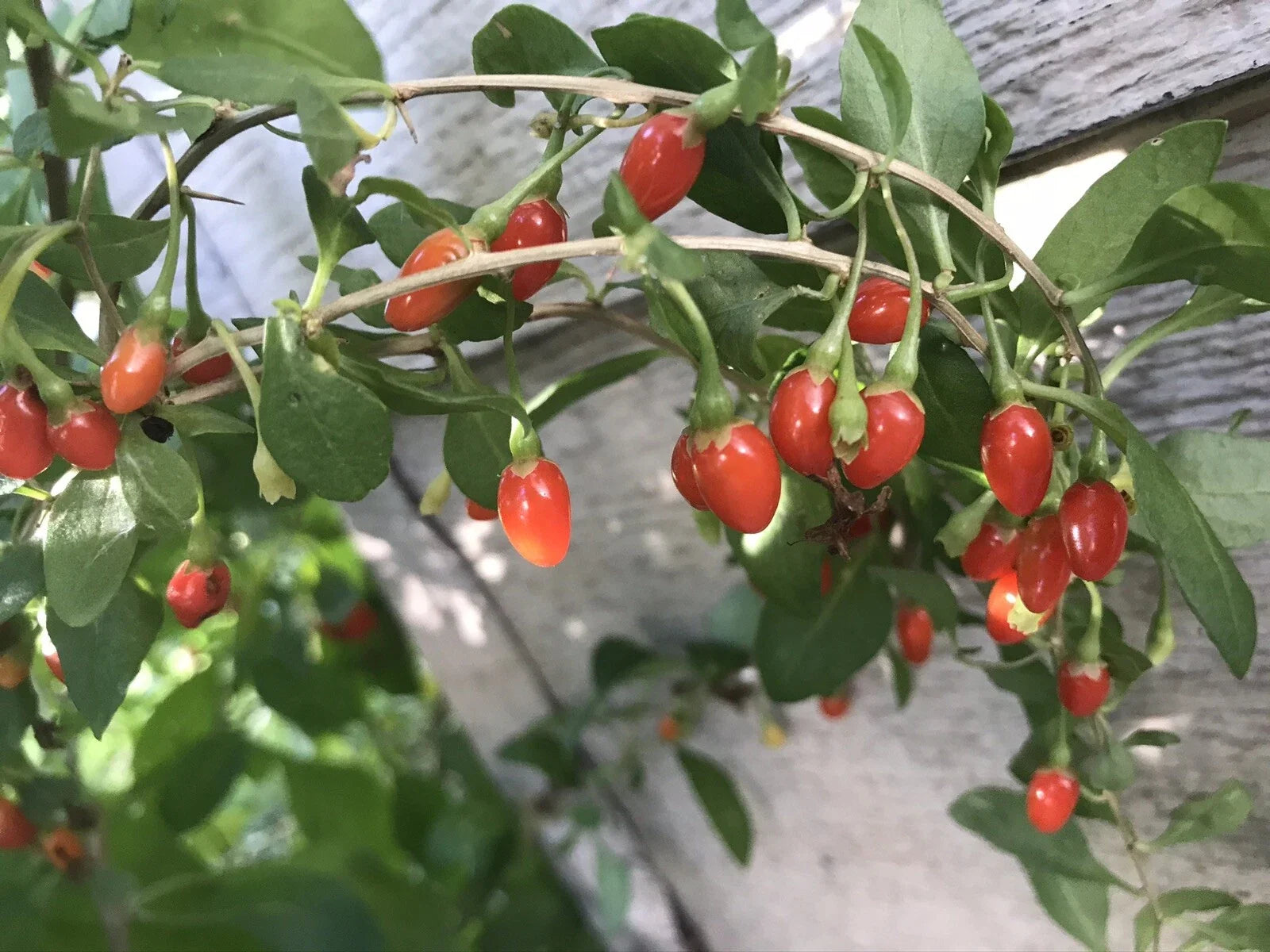 Goji Berry Bare Root Live Plant - 3 Roots, 4”-8” Long, Superfood Variety, Lycium barbarum