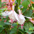 Fuchsia Annabelle Live Plant 5-12" Tall No Pot Pink Purple Flowers