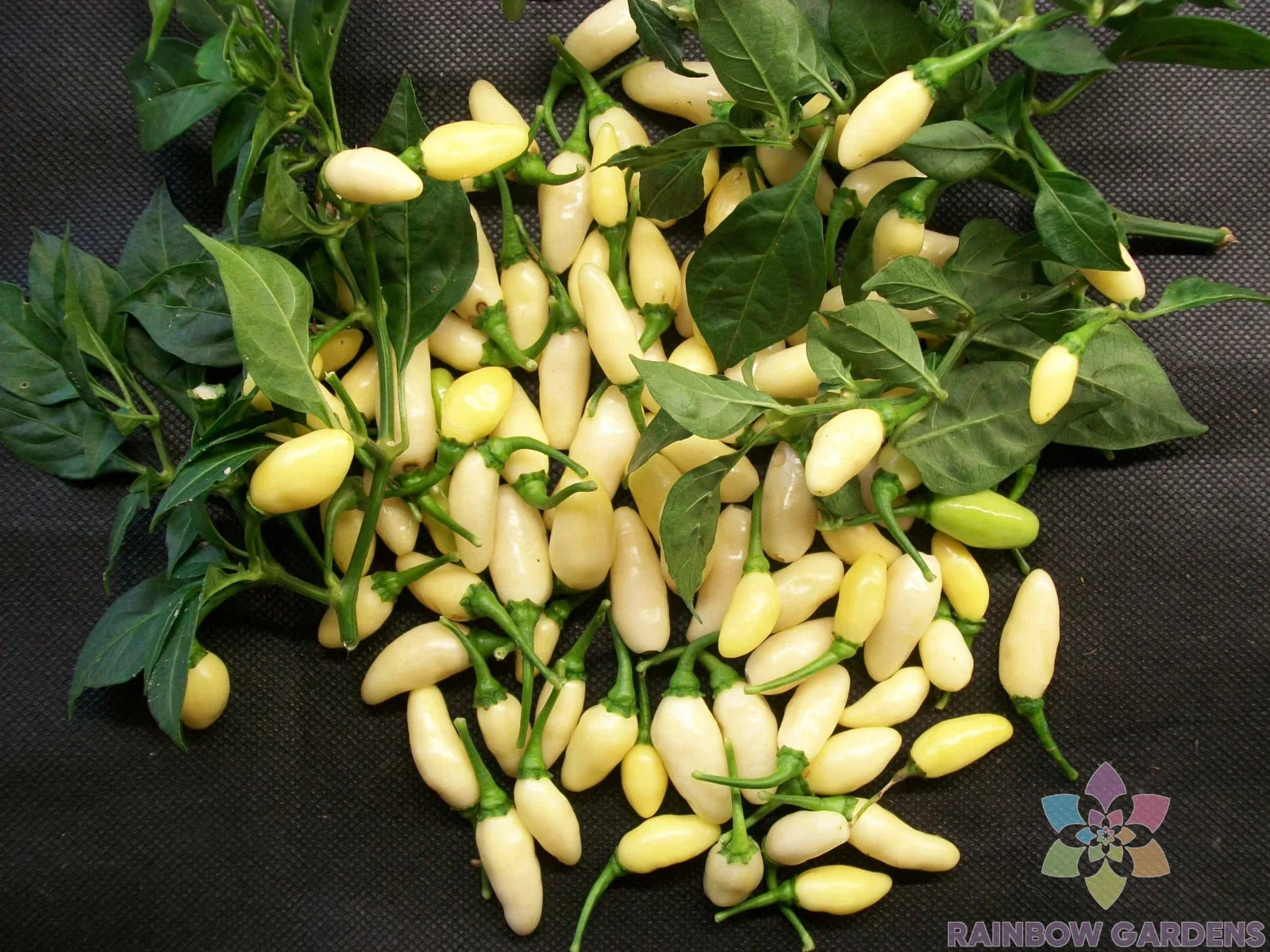 25+ White Bullet Habanero Pepper Seeds - Capsicum chinense - USA Grown - Ideal for Gardening