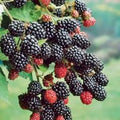 Prime-Ark 45 Blackberry Plant - 10 Bare Root Floricane Blackberry Edible Fruit - Rubus spp.