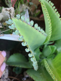 Mother of Thousands Seeds - 15 Pack - Kalanchoe daigremontiana - Mexican Hat Plant Succulent