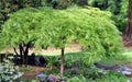 Super Rare Green Japanese Maple Cuttings - 3 Rooting or Grafting Pieces - Acer palmatum