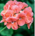 Coral Zonal Geranium Stem Cuttings – Pelargonium – 10 Healthy Roots for Propagation 🌱