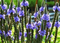 Blue Vervain Seeds - 200+ Drought-Tolerant Native Wildflower Herb for Tea - Perennial (Verbena hastata)