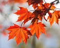 Red Maple Tree 6-12" Tall 4" Pot Deciduous Acer rubrum