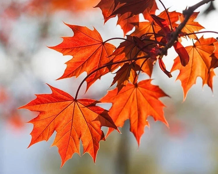Red Maple Tree 6-12" Tall 4" Pot Deciduous Acer rubrum