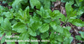 Goji Berry Cuttings - 10 Rooting Cuttings, Broad-Leaf Cultivar (Lycium barbarum)