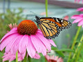 Purple Coneflower Seeds 1 oz | Echinacea purpurea | Perennial Native Wildflower | Medicinal Plant Flowers