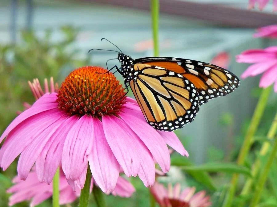Purple Coneflower Seeds 1 oz | Echinacea purpurea | Perennial Native Wildflower | Medicinal Plant Flowers