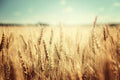 Wheat Cover Crop Seeds - 50 lbs - USA Grown - Triticum aestivum