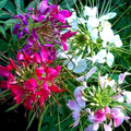 Mixed Colors Cleome Seeds | 100 - 2,000 Non-GMO Seeds | Flowering Plants | Cleome hassleriana