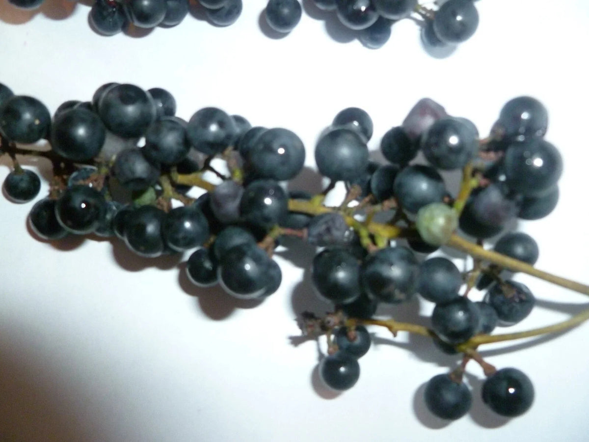 Organic Wild Grape 25 Seeds - Vitis aestivalis - Non-GMO, Heirloom, Free Shipping