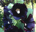 Hollyhock Seeds 15 Count, 'Nigra The Watchman' Alcea rosea, Black Flowering Perennial Garden Plant