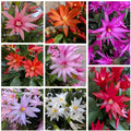 Easter-Spring Cactus Cuttings, Unrooted, Rhipsalidopsis gaertneri, Choose Your Color