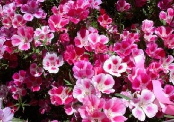 Godetia Seeds - 100 Fresh Farewell to Spring Seeds - Clarkia amoena - Free Shipping