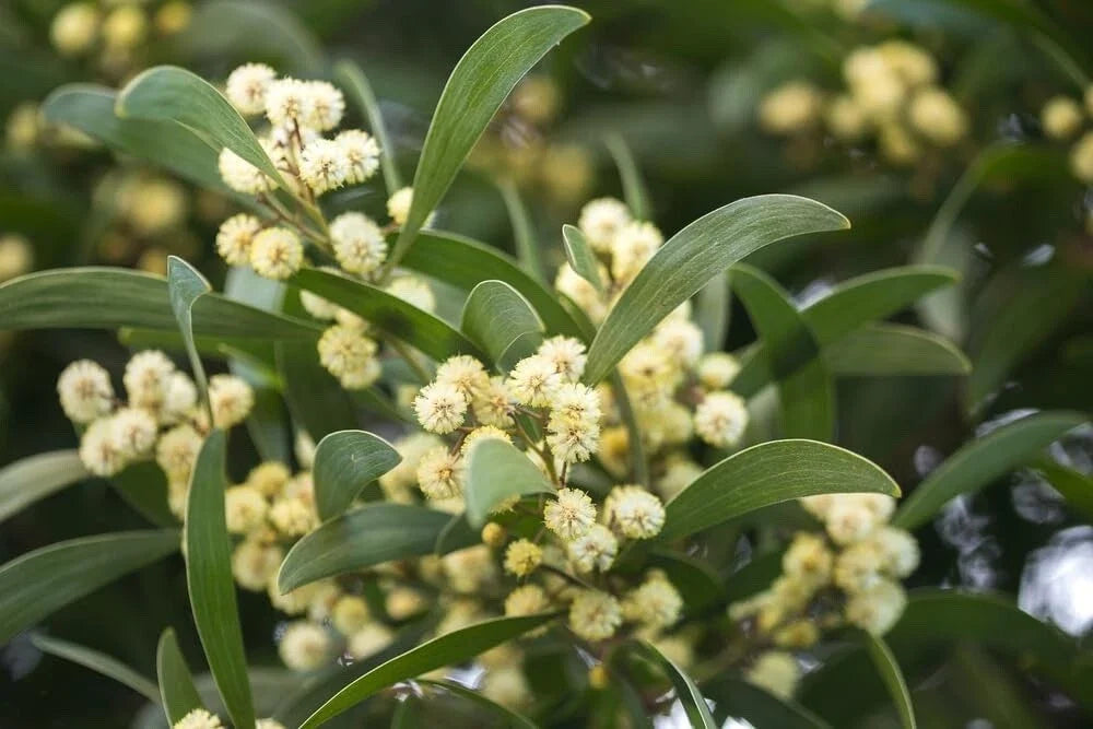 Australian Blackwood Tree Seeds - 30 Pack - Acacia melanoxylon - High Quality for Planting