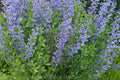 Blue False Indigo Live Plant 12-16" Set of 2 Baptisia australis