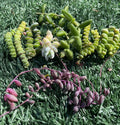 Succulent Cuttings - 7 Varieties - Easy to Grow Succulents - Perfect for Garden and Decor