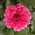 Grande Mendoza Dahlia Flower Seeds - 25 Perennial Seeds for Vibrant Blooms - Dahlia pinnata - US Seller