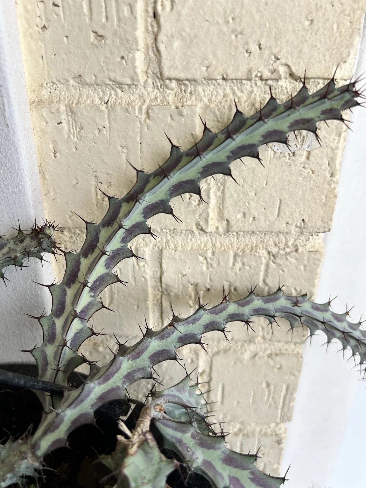 Euphorbia Greenwayi Cutting - Unrooted Rare Cacti Succulent Plant - Unique Green Cactus for Home Decor