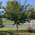 Carolina Buckthorn Live Plant 12-18" Bare Root Frangula caroliniana Shrub Tree Wildlife Garden