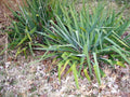 Adam's Needle Yucca Plant 12 Inches White Flower Yucca filamentosa Live Bare Root Drought Tolerant Landscape Shrub