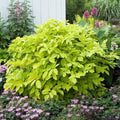 Sun King Japanese Spikenard Plant - Variegated Green Foliage - Nardostachys jatamansi