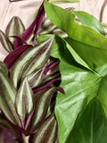 10 Rooted Plant Cuttings - Wandering Jew & Arrowhead Vine - Tradescantia Zebrina & Syngonium Podophyllum