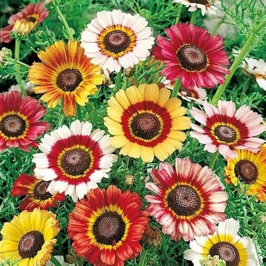 Painted Daisy Seeds LANDSCAPER'S PACK Bulk Non-GMO Perennial Pollinators 1000 Seeds (Bellis perennis)
