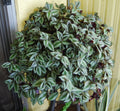 Violet Hill Tradescantia Zebrina Plant - Trailing Wandering Jew Houseplant - Easy Care Indoor Plant