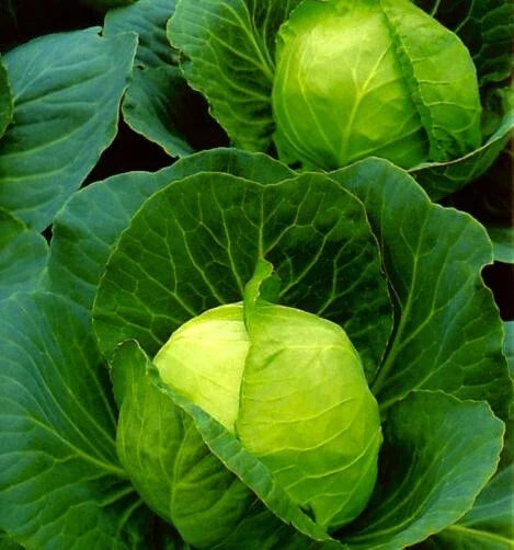 Golden Acre Cabbage Seeds - 100 Non-GMO Vegetable Garden Seeds - Brassica oleracea