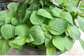 Shiso Seeds 100 Pack Perilla frutescens Beefsteak Herb Japanese Basil 11/24 Harvest