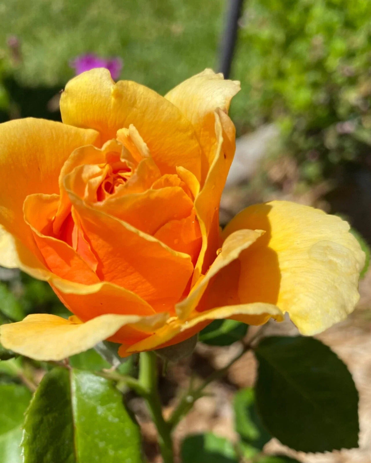 Yellow Apricot Rose Cuttings - 3 Organic Rooting/Grafting Cuttings, Freshly Cut - Rosa 'Apricot'