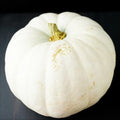 White Queen Pumpkin Seeds | Casper Ghost Lumina Polar Bear Variety | 2025 Seed Pack