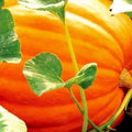 Big Max Pumpkin Seeds | Heirloom NON-GMO Garden Seeds | Treated for Optimal Growth | Cucurbita maxima