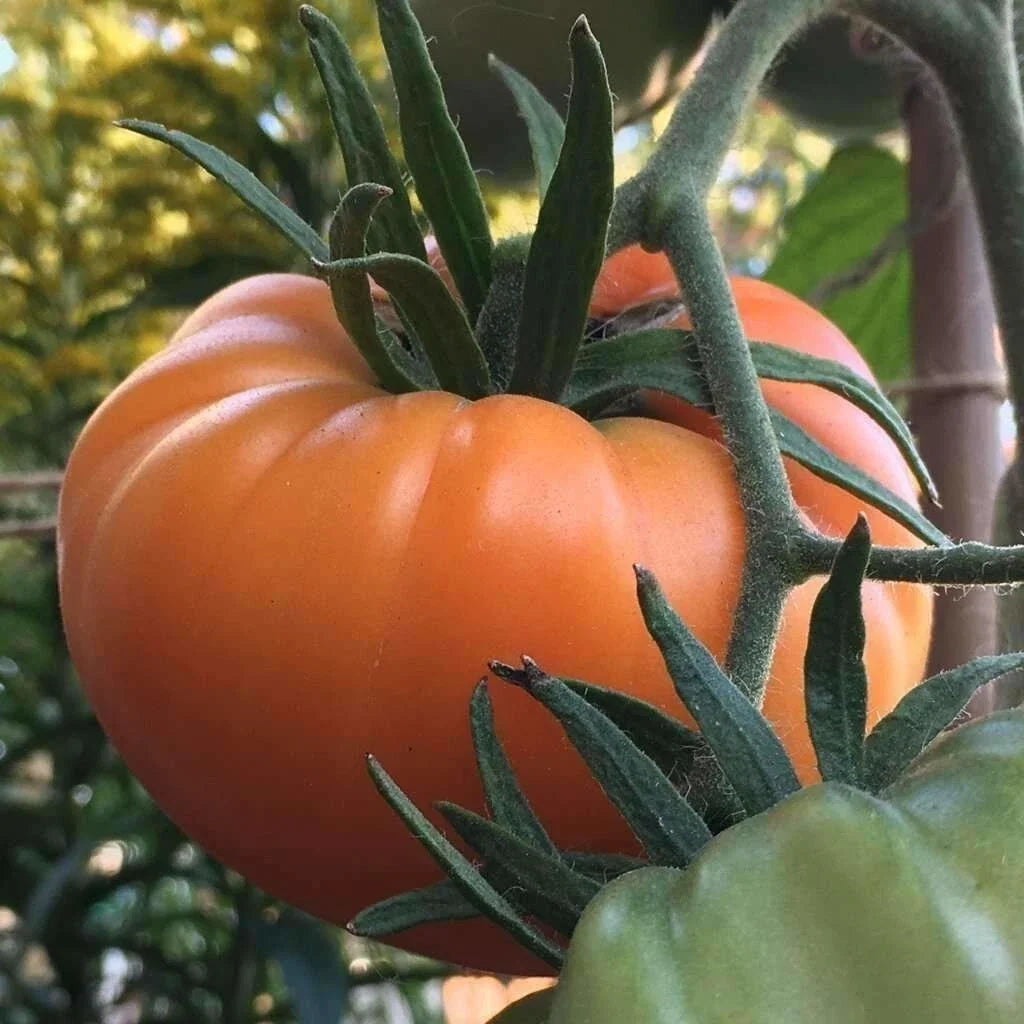 Kellogg's Breakfast Tomato Seeds - 10+ Heirloom Organic Non-GMO - Rare Variety - Solanum lycopersicum