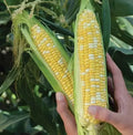 Organic Heirloom Peaches and Cream Sweet Corn Seeds - 120+ Non-GMO Seeds - Fresh and Delicious Varietal