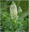 Mignonette Seeds - 285 Seeds, Sweet Reseda Odorata, White Flower - Buy 15, Ships Free