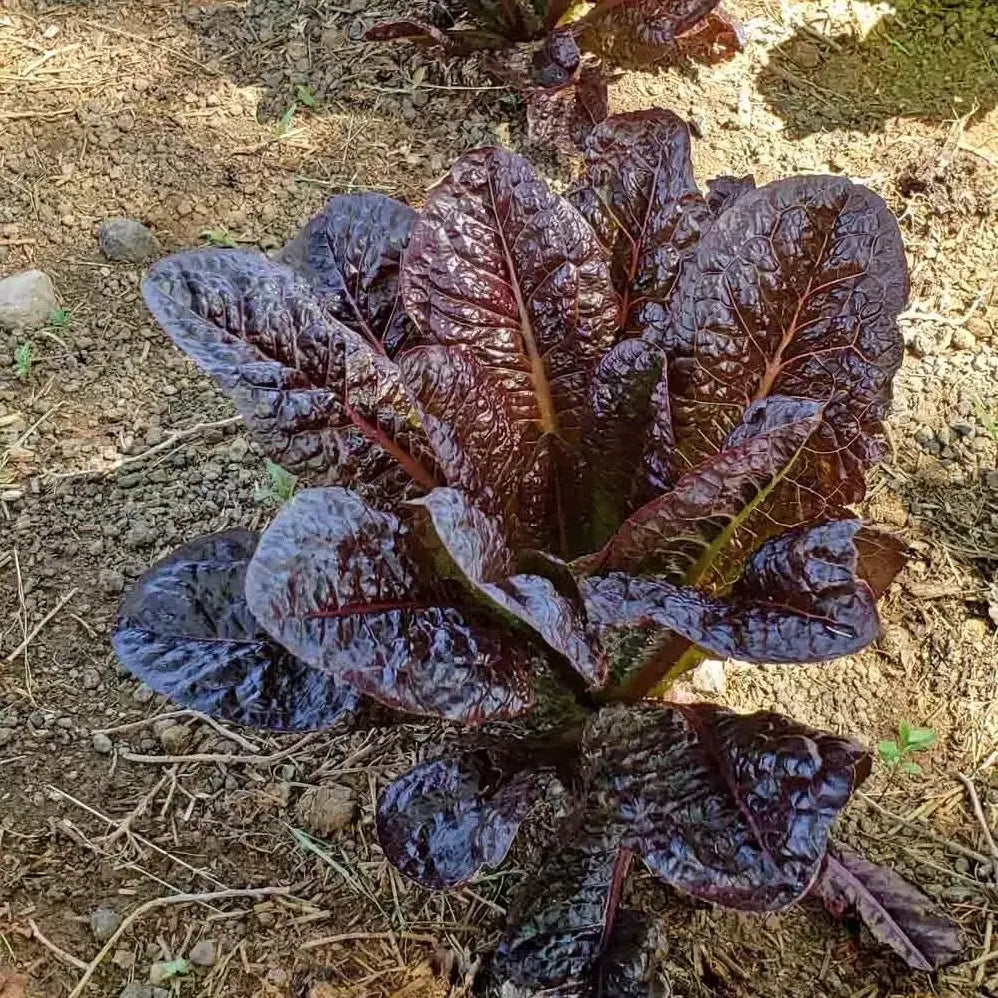 Red Romaine Lettuce Seeds - 500+ Heirloom Organic Non-GMO - Fresh Salad Greens - Lactuca sativa